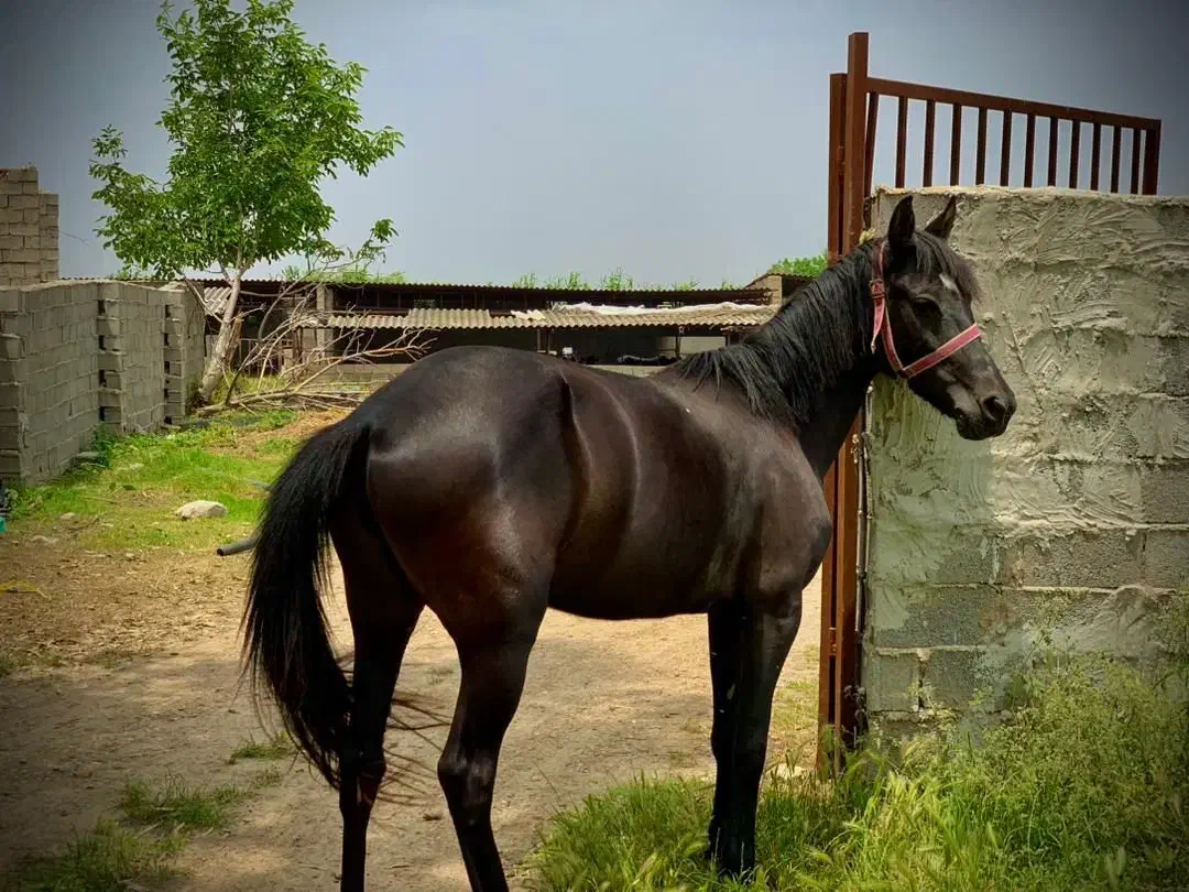 مادیان ترکمنی|اسب و تجهیزات اسب‌سواری|آزادشهر, |دیوار