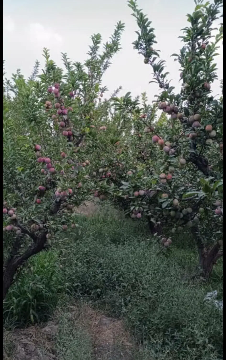 فروش باغ رامجین|فروش زمین و ملک کلنگی|رامجین, |دیوار