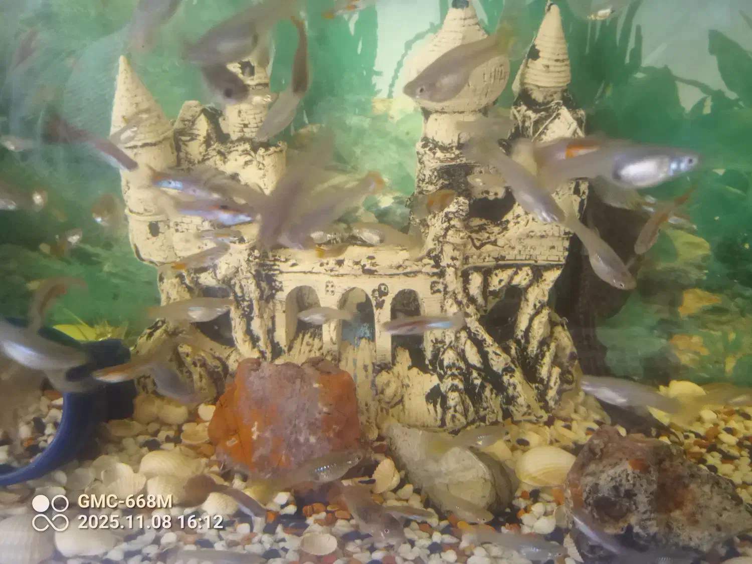 ماهی گوپی|ماهی|بشاریات, |دیوار