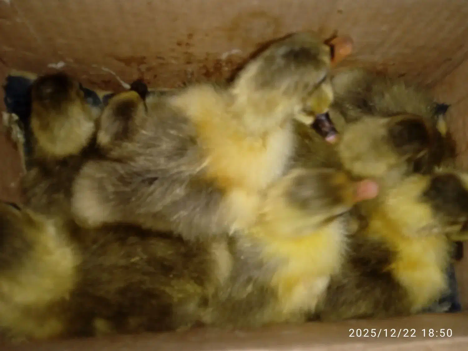 جوجه غاز محلی|حیوانات مزرعه|مرزیکلا, |دیوار