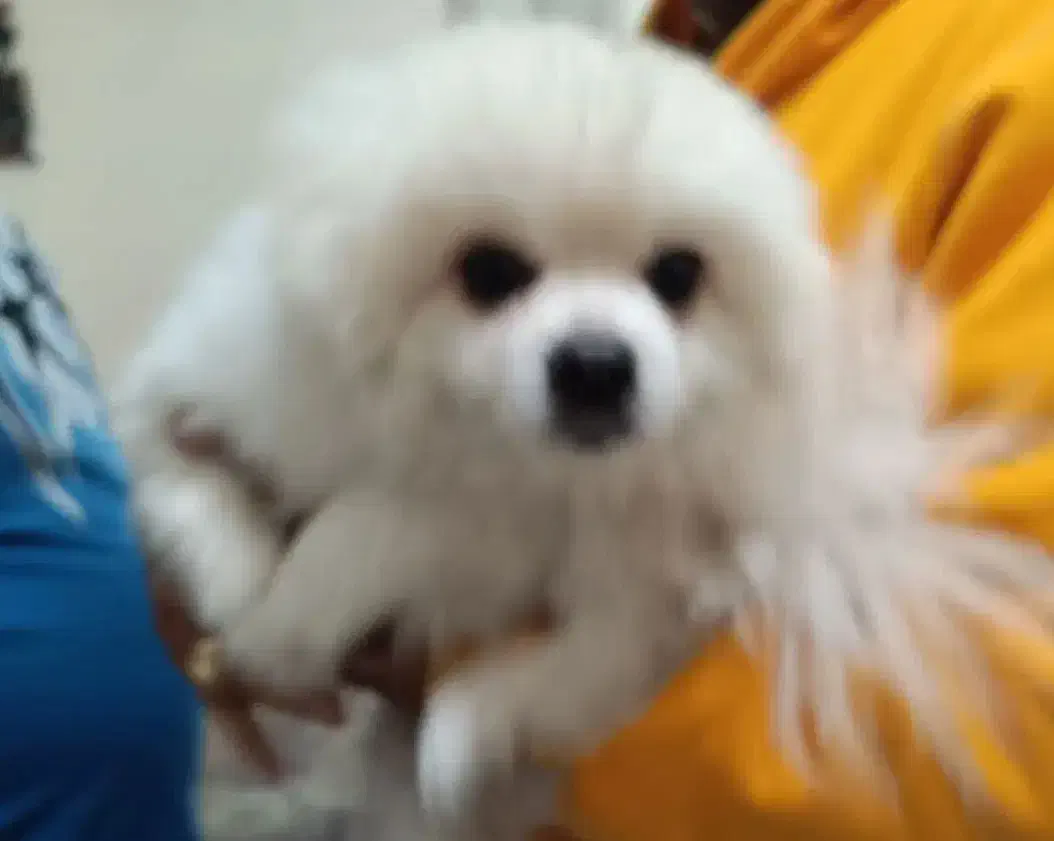 سگ گمشده در بیشه کلا|حیوانات|سرخرود, |دیوار