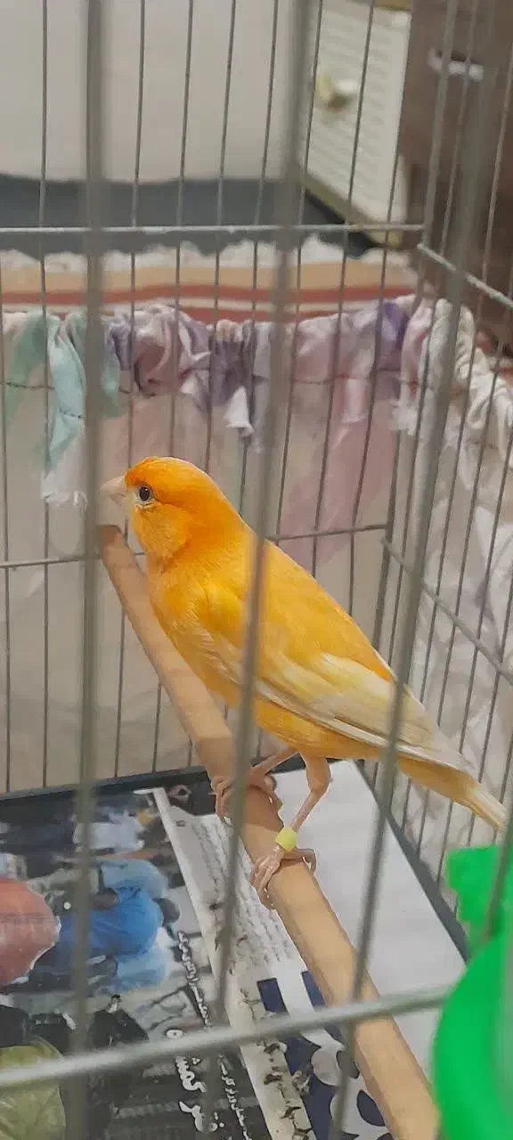 قناری ماده اماده پرتقالی جوان صاف و اتو کشیده|پرنده|گلستان (تهران), |دیوار