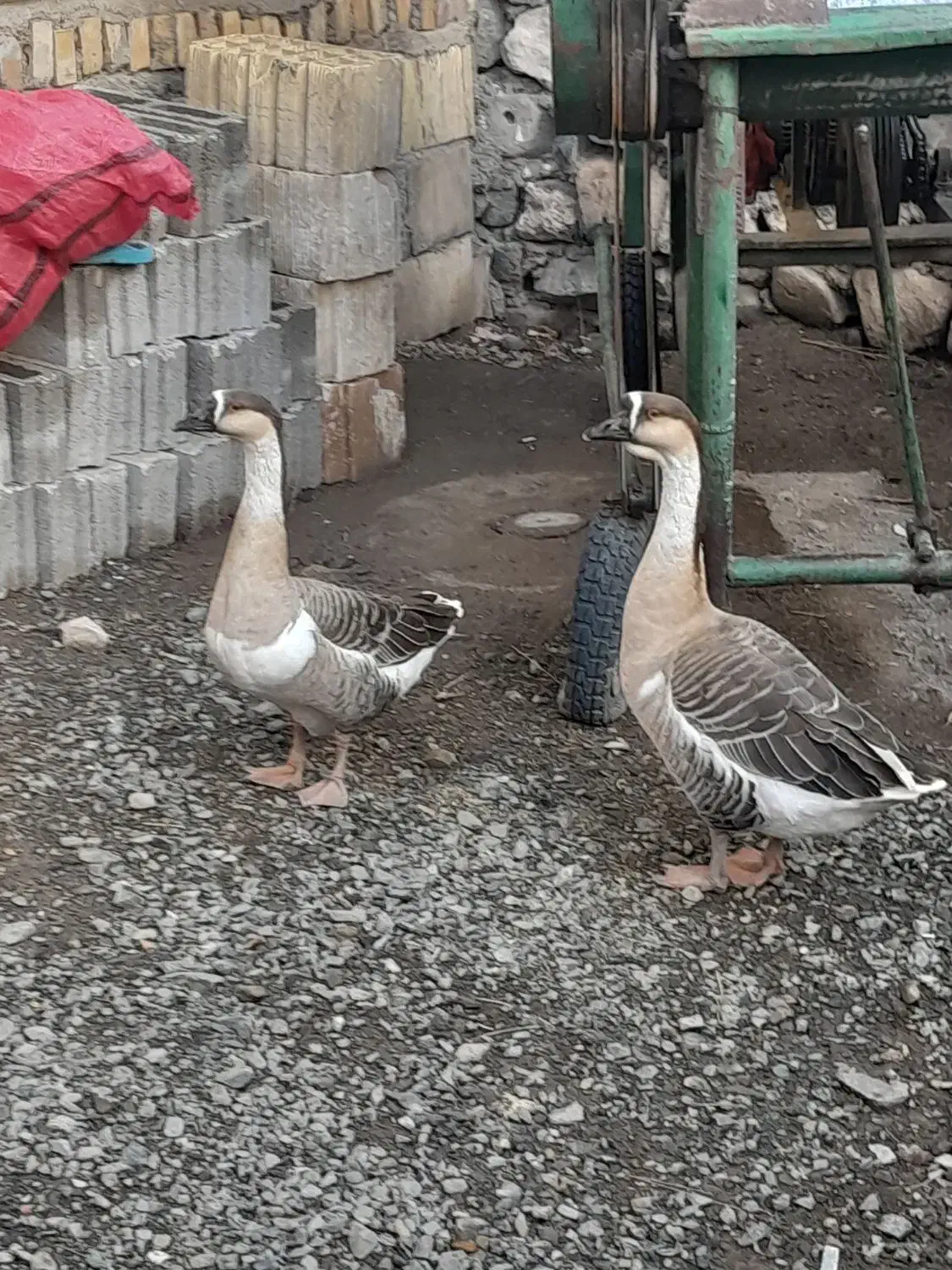 قوغاز|حیوانات مزرعه|صفائیه, |دیوار