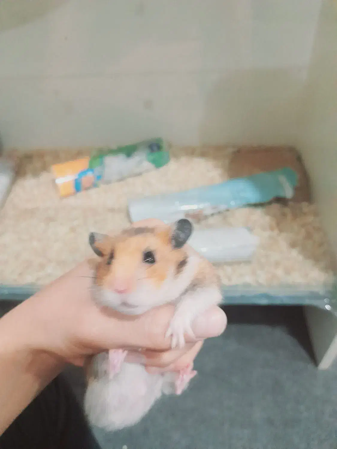 همستر کمپل|موش و خرگوش|اراک, |دیوار