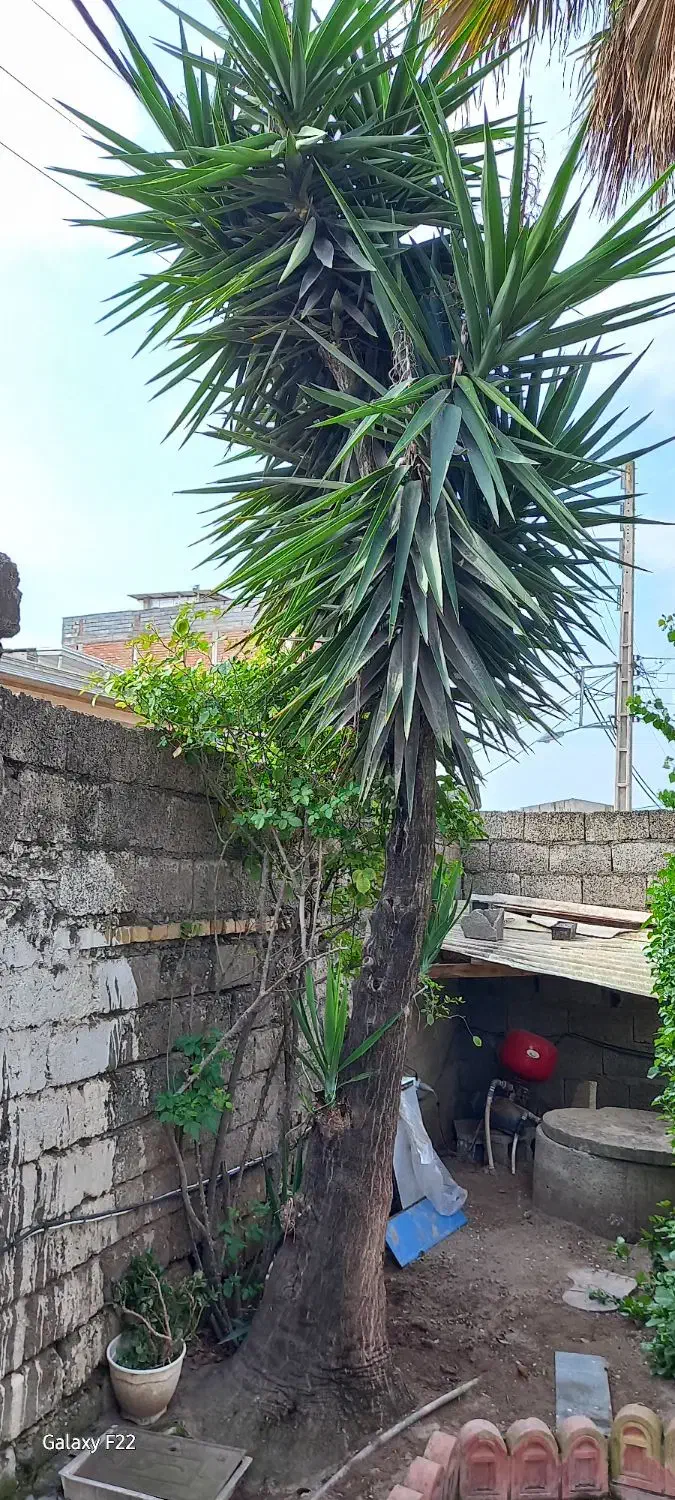 بآغبانی و درختکاری فضای سبز|گل و گیاه طبیعی|فریدونکنار, |دیوار