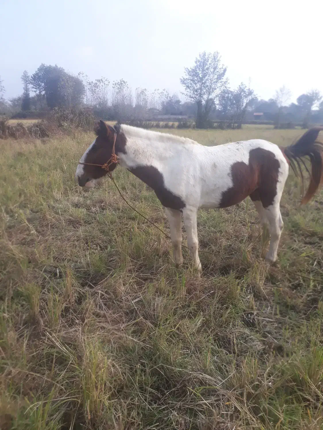 اسب|اسب و تجهیزات اسب‌سواری|صومعه‌سرا, |دیوار