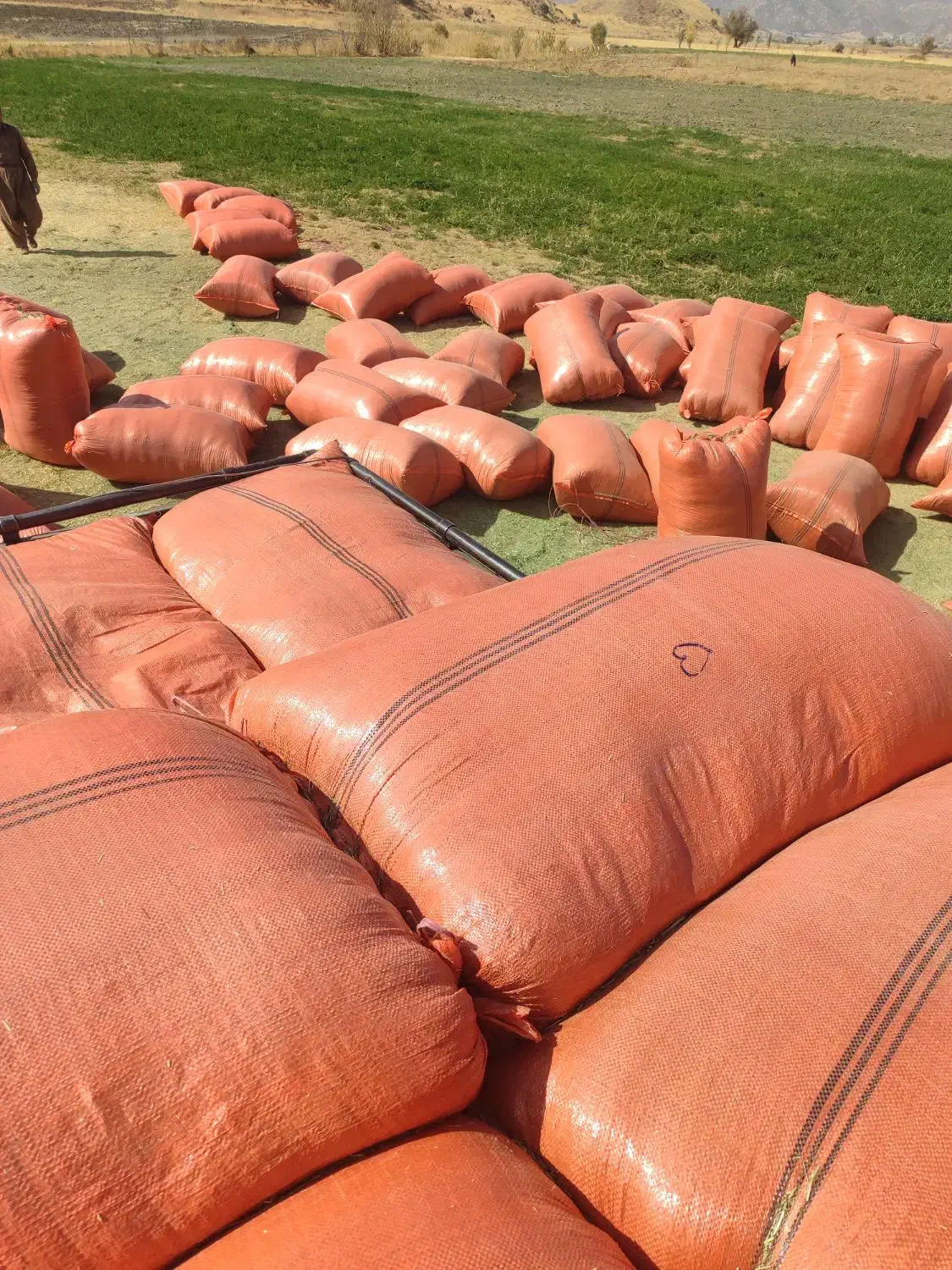 یونجه درجه یک|لوازم جانبی حیوانات|کامیاران, |دیوار