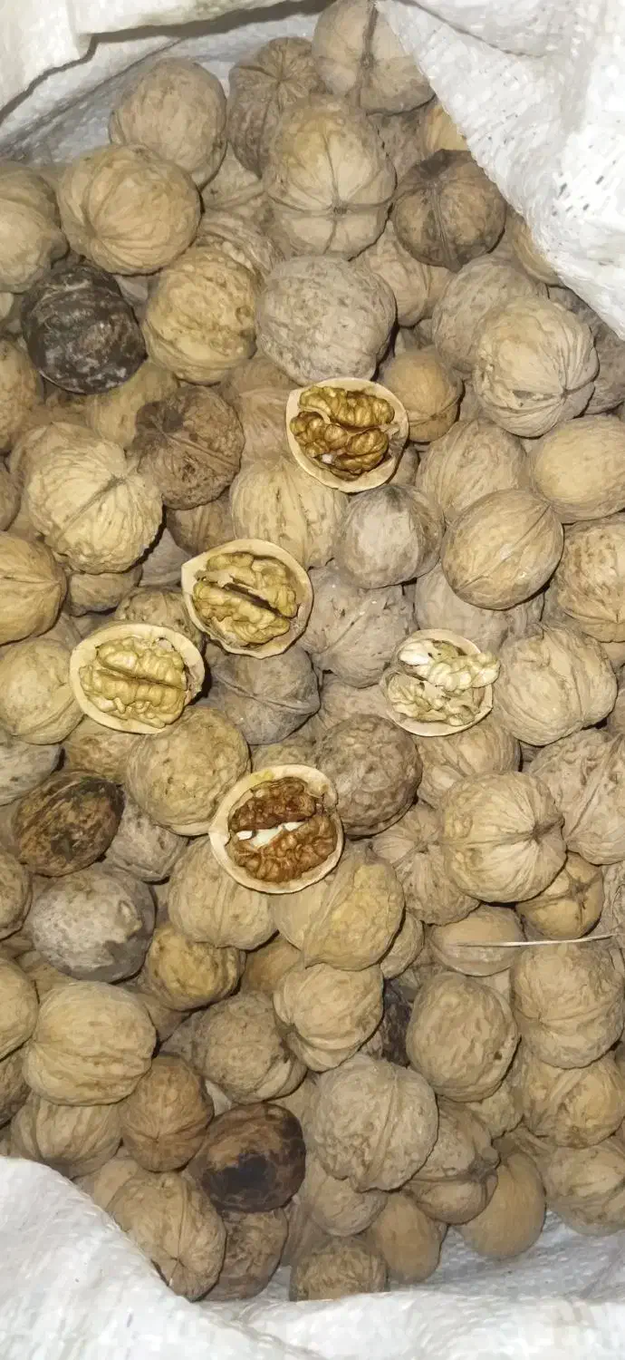 گردو|خوردنی و آشامیدنی|مشهد, نوید|دیوار