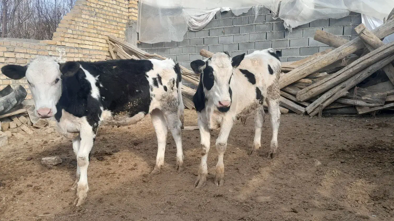 گوساله|حیوانات مزرعه|شیروان (خراسان), |دیوار