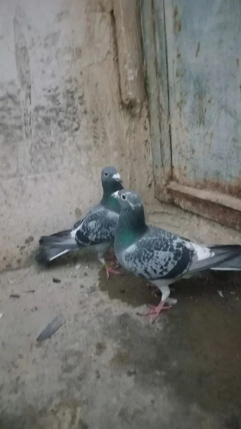 کفتر پلاکی|پرنده|کرمانشاه, |دیوار