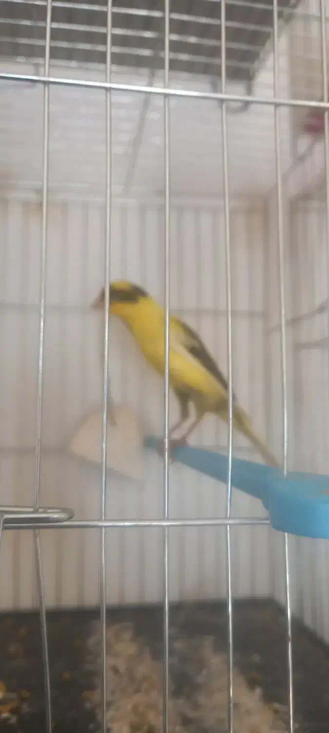 قناری|پرنده|نجفآباد, ویلاشهر|دیوار