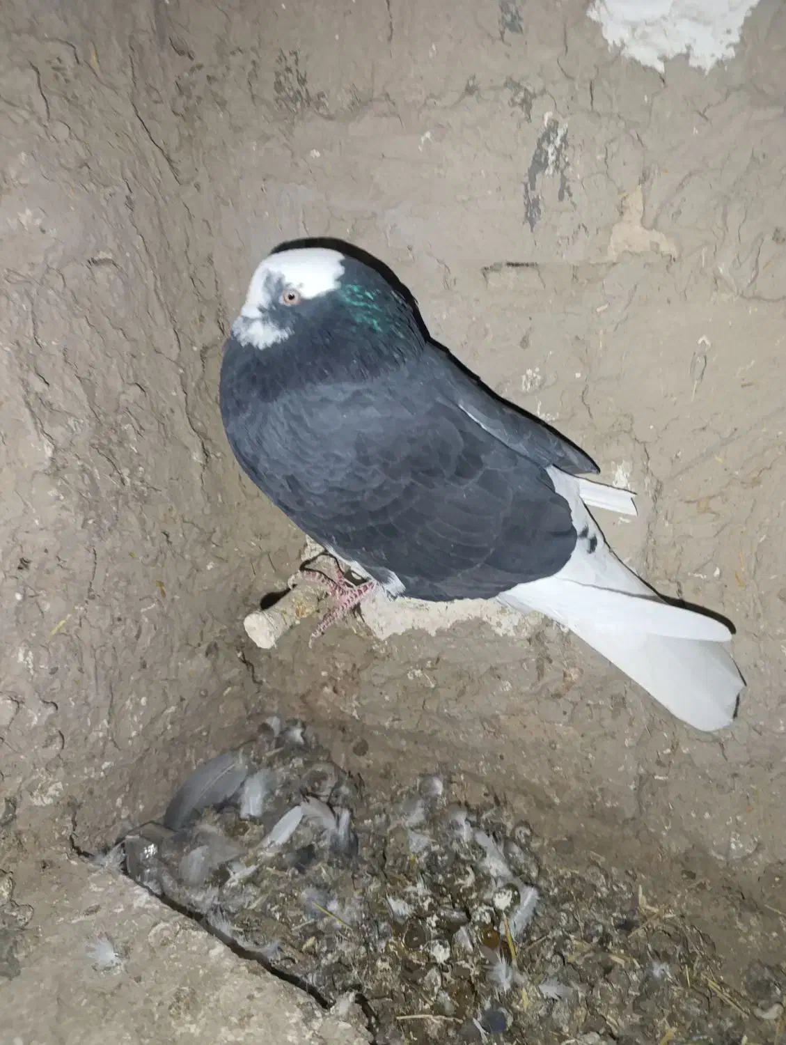 کبوتر|پرنده|جوادآباد, |دیوار