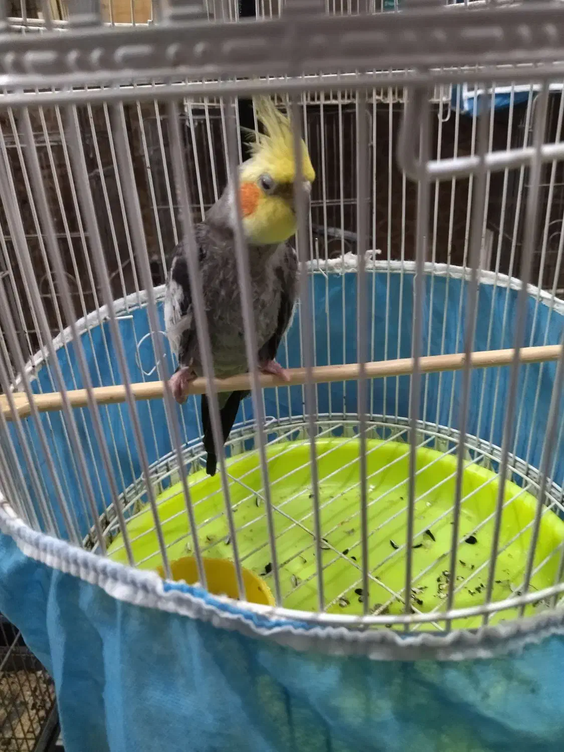 طوطی عروس هلندی سخنگو|پرنده|آمل, |دیوار