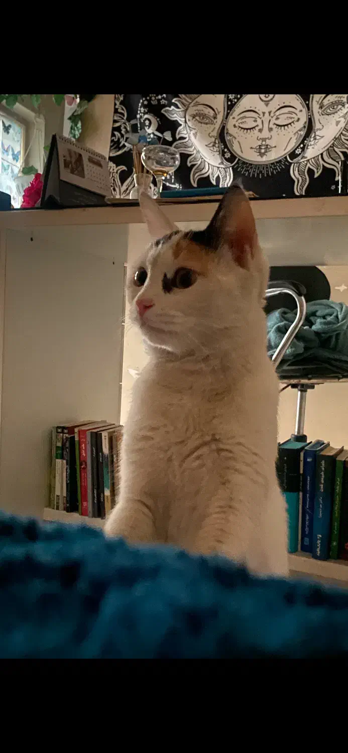 واگذاری گربه|گربه|کرمان, |دیوار