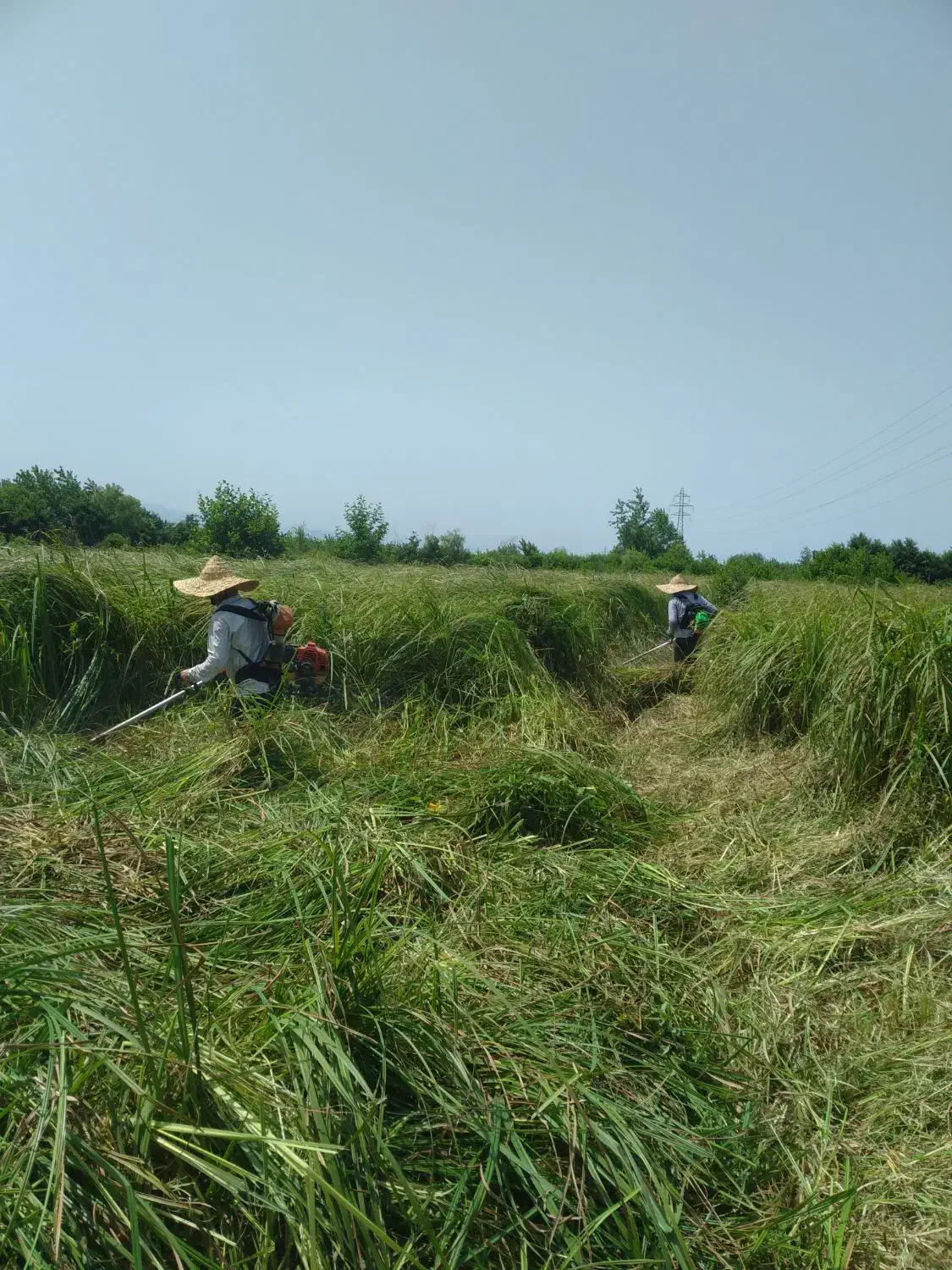 خدمات علف زنی پذیرفته میشود|خدمات باغبانی و درختکاری|رضوانشهر, |دیوار
