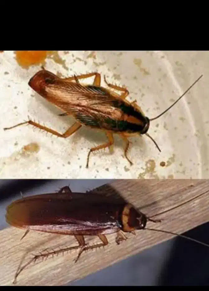 سم سوسک هاس کابینتی  و مورچه|لوازم نظافت|گرگان, |دیوار