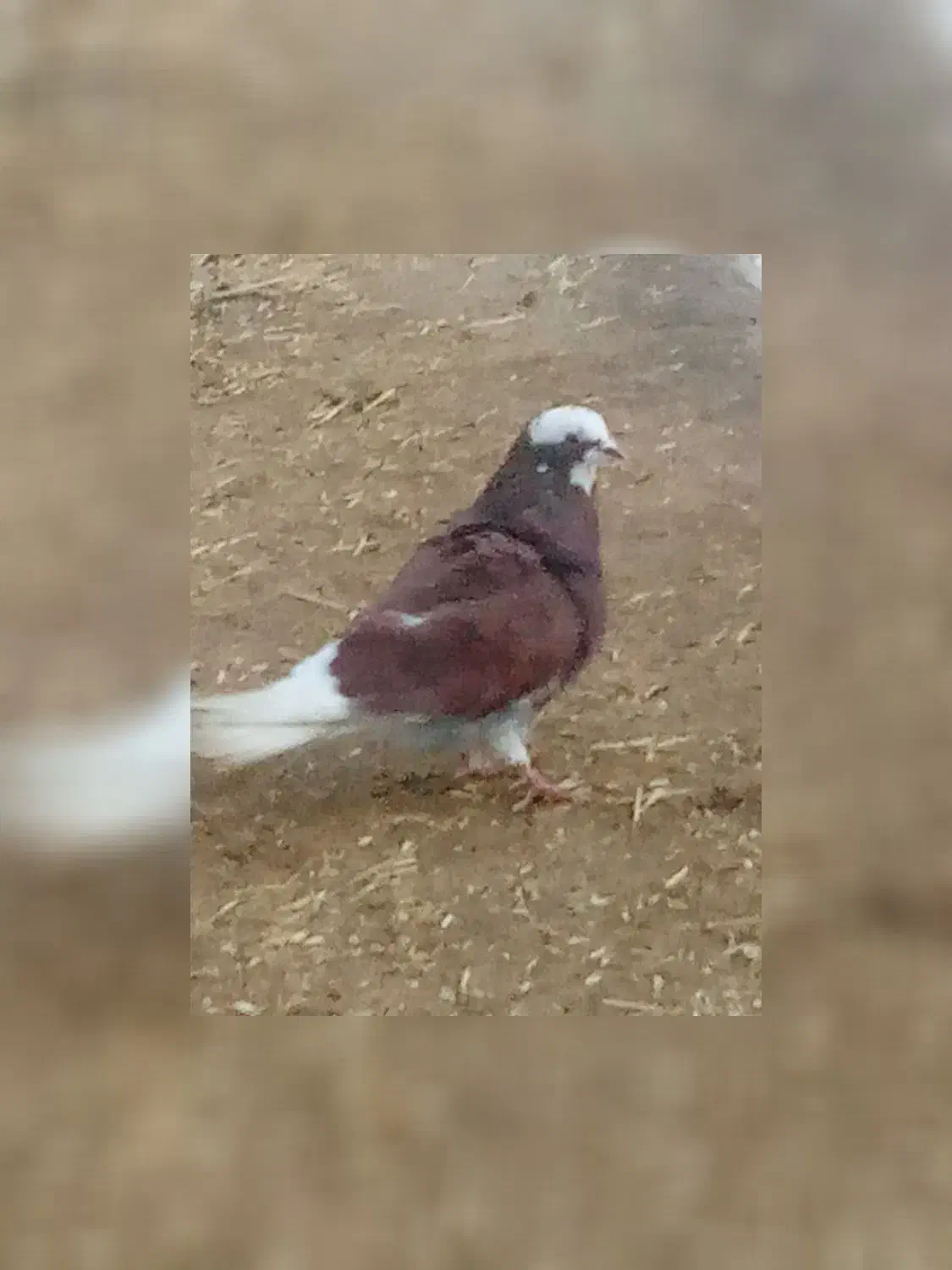 کفتر‌|پرنده|سراب, |دیوار