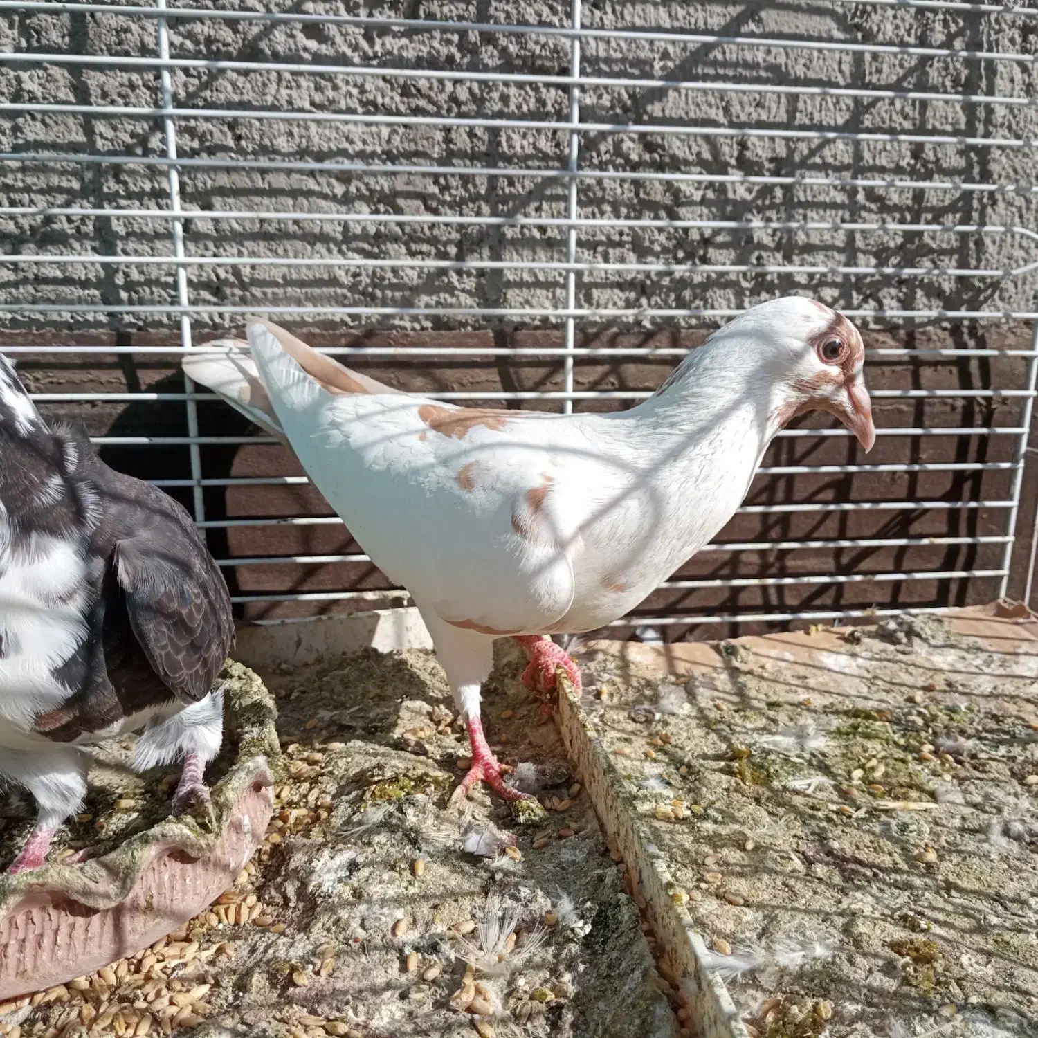 کبوتر پرشی خوشگل|پرنده|مشهد, امیریه|دیوار