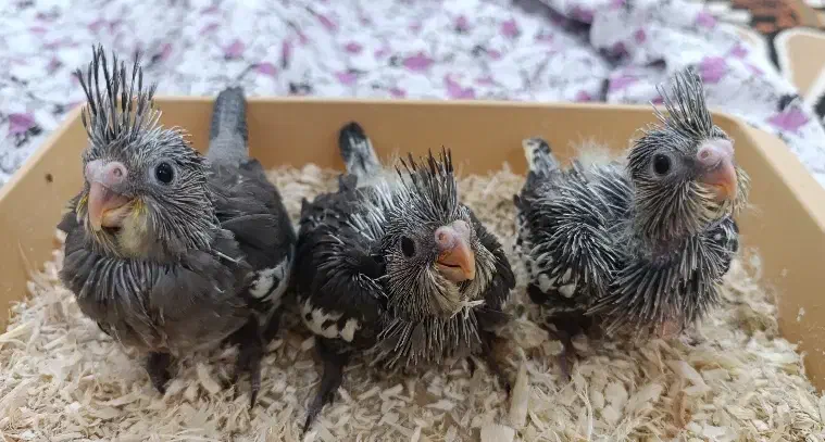 جوجه سرلاکی عروس هلندی|پرنده|جنت, |دیوار