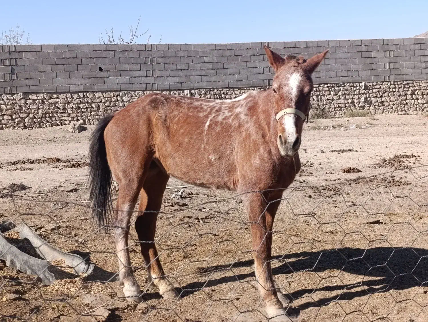 مادیان 4ساله درشت هیکل|اسب و تجهیزات اسبسواری|بجنورد, |دیوار