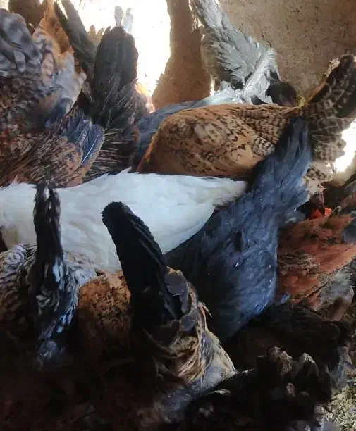 مرغ ارگانیک  جهت کشتار|حیوانات مزرعه|دلیجان, |دیوار