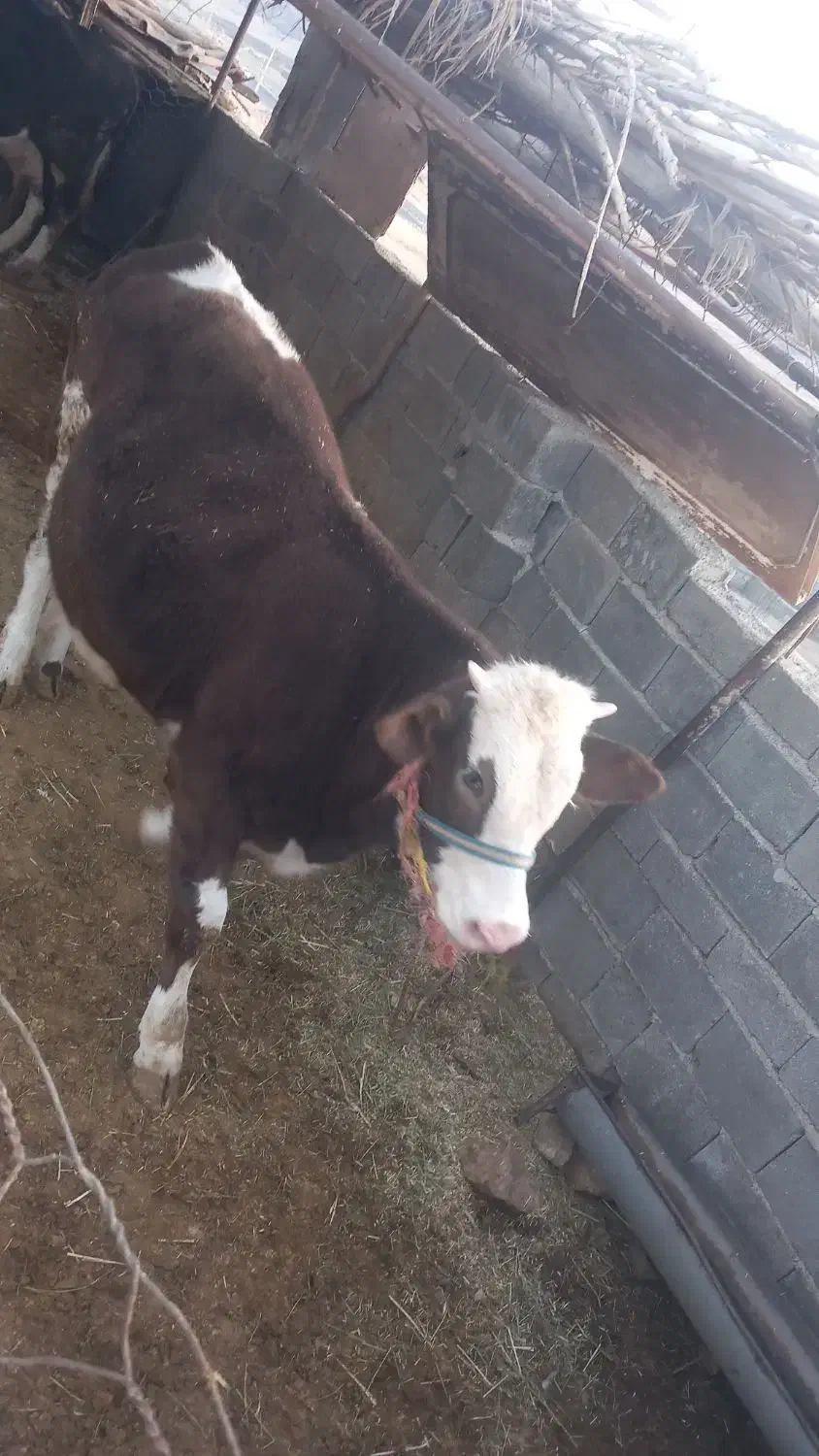 گوساله پروار|حیوانات مزرعه|ایوان, |دیوار