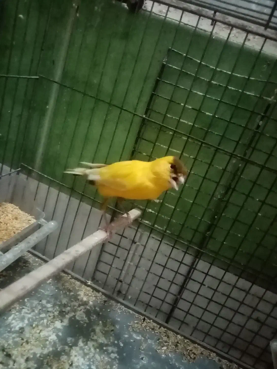 قناری|پرنده|قزوین, |دیوار