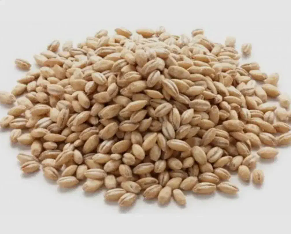 بذر چغندروکودکشاورزی|خدمات باغبانی و درختکاری|نهاوند, |دیوار