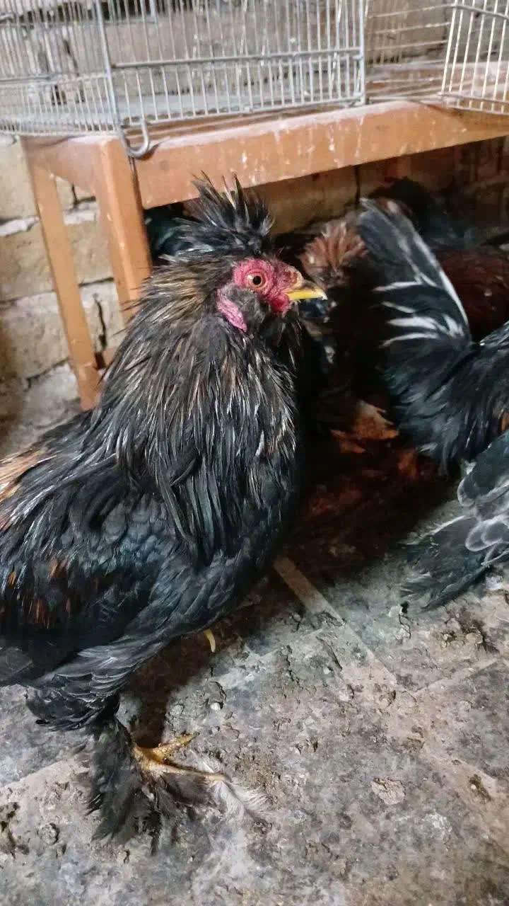 خروس سلطان|حیوانات مزرعه|قم, شهر قائم|دیوار