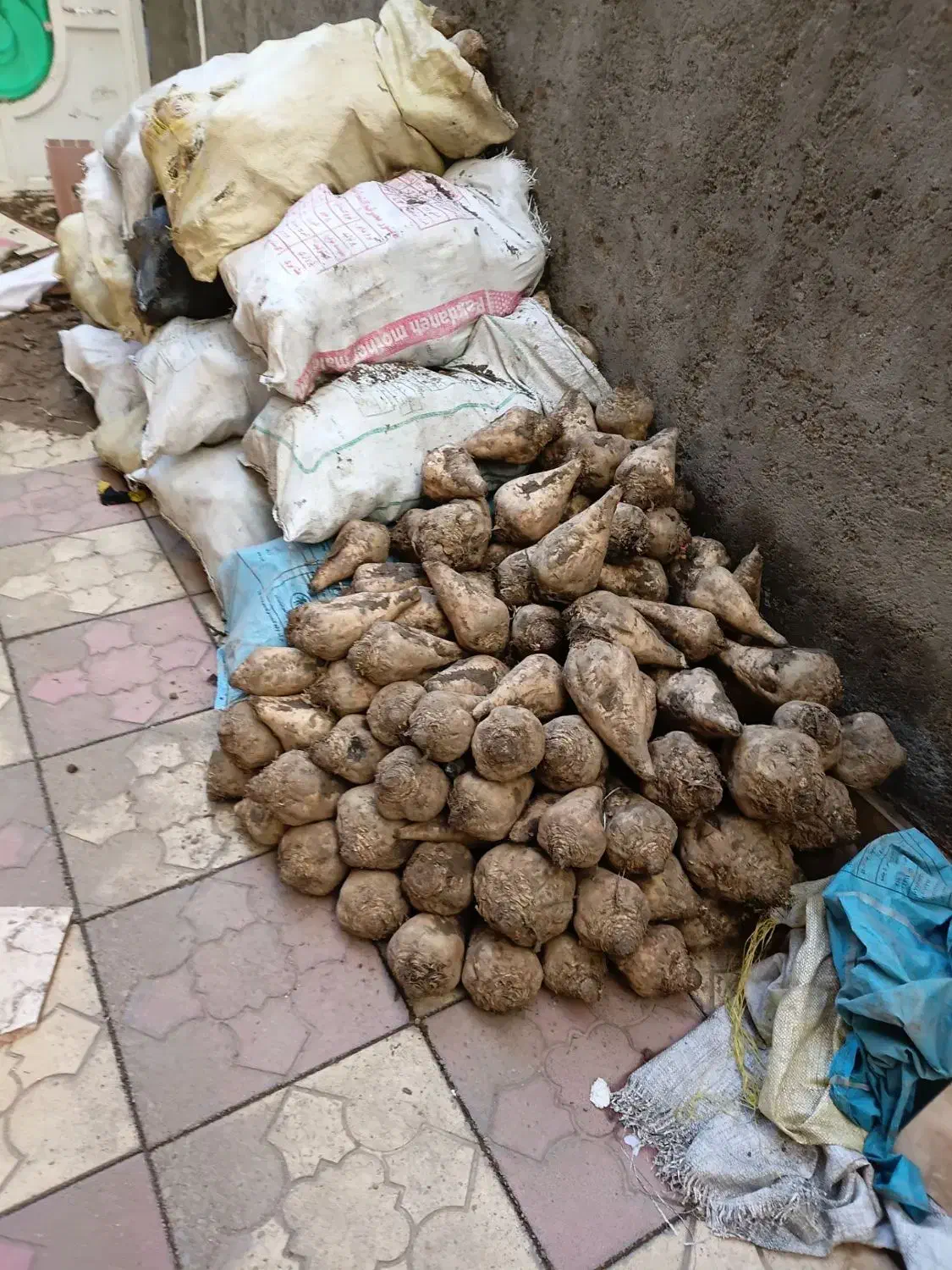 چغندر|حراج|میاندوآب, |دیوار