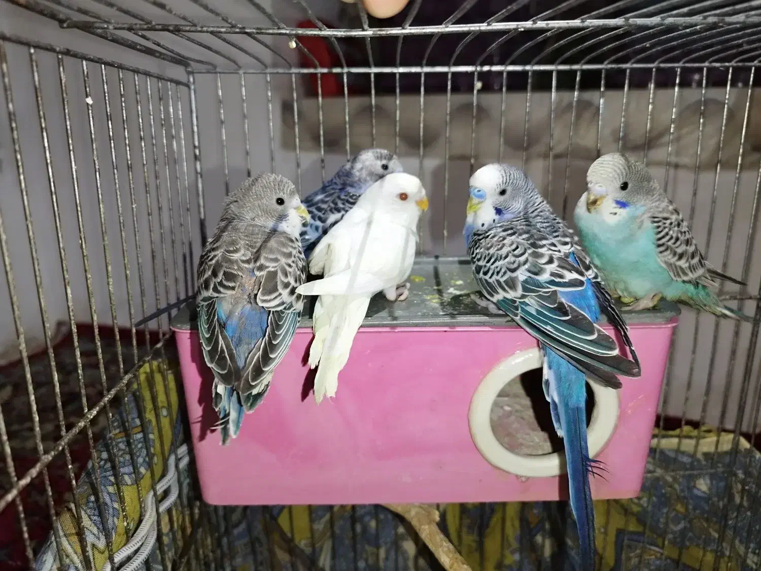 مرغ عشق سالم و سرحال|پرنده|تبریز, |دیوار