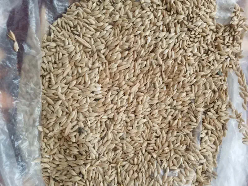 دانه بلبل اصلاح شده کاملا تمیز|لوازم جانبی حیوانات|بناب, |دیوار