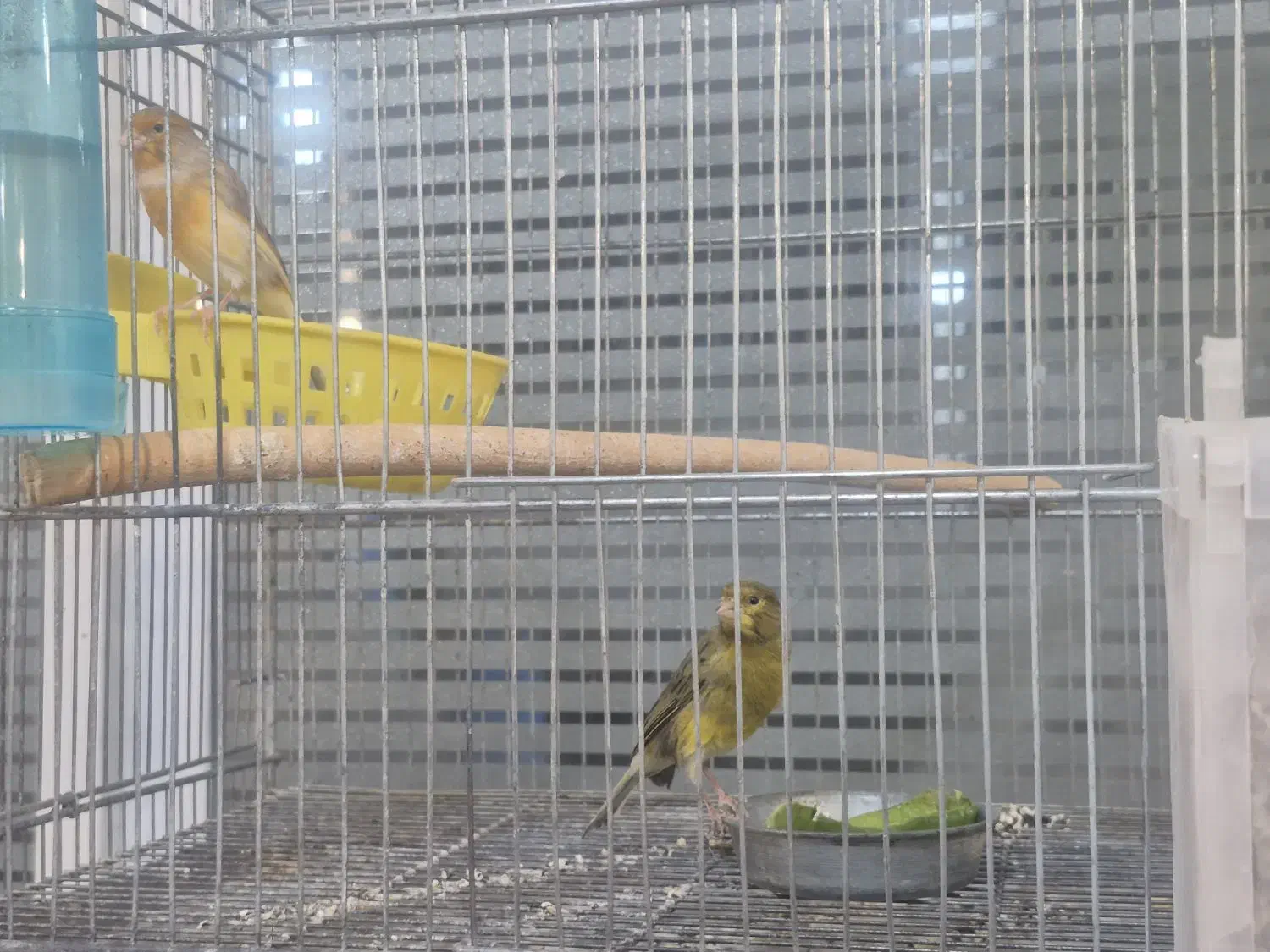 یک جفت قناری عروس هلندی جفت|پرنده|گنبد کاووس, |دیوار