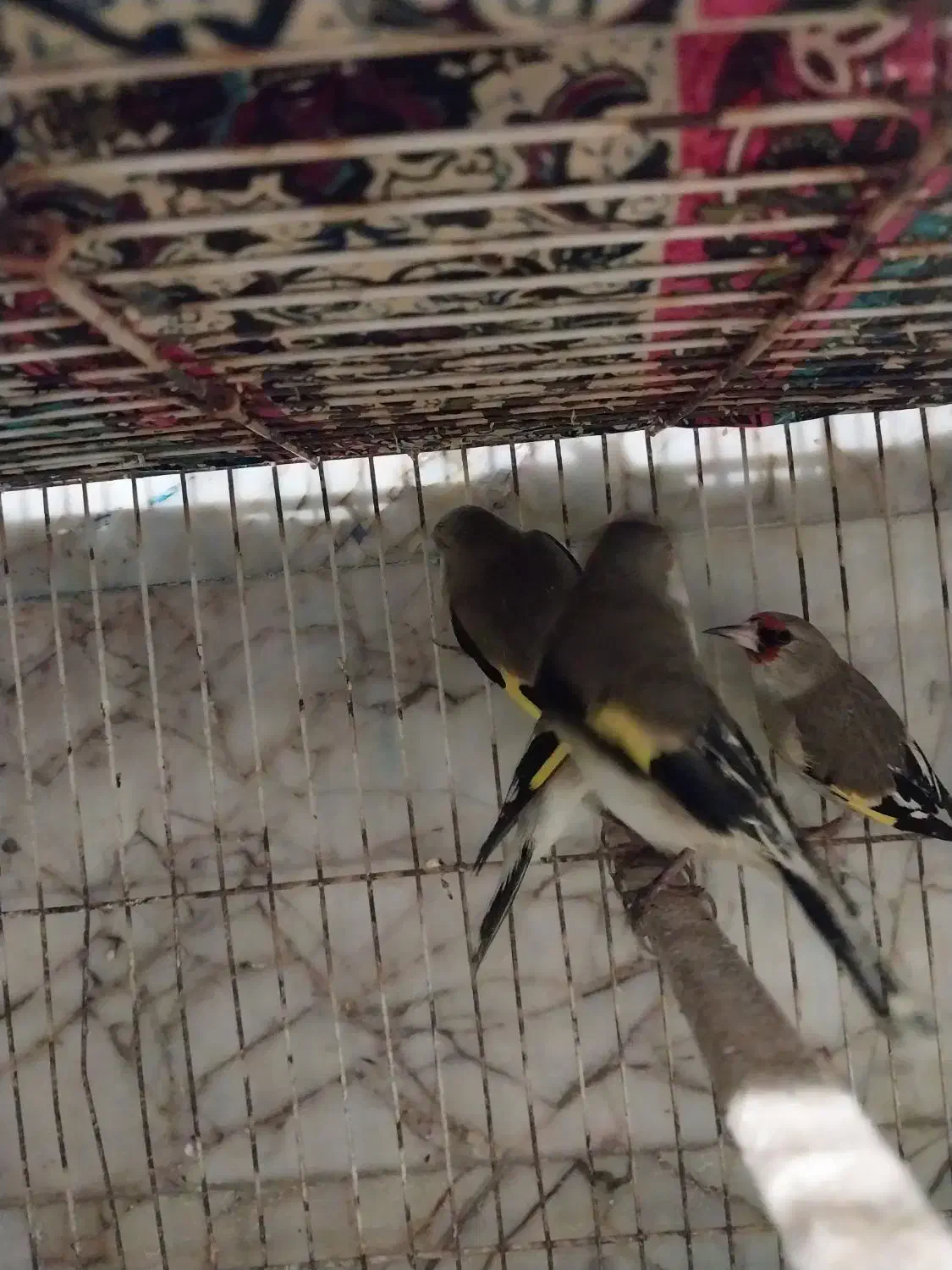 سهره|پرنده|مشهد, رضاییه|دیوار