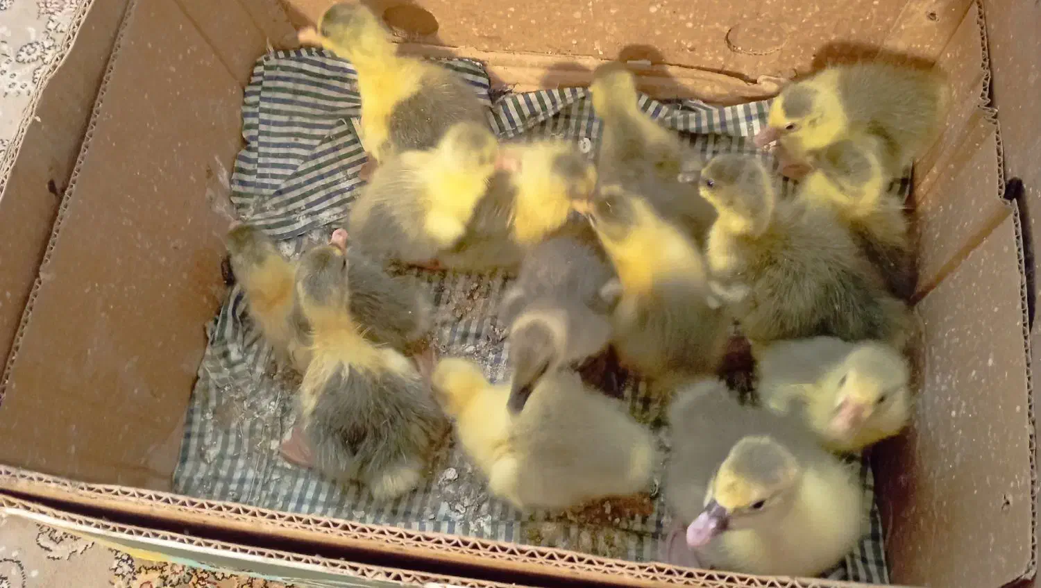 جوجه غاز تروتمیز سالم|حیوانات مزرعه|گتاب, |دیوار