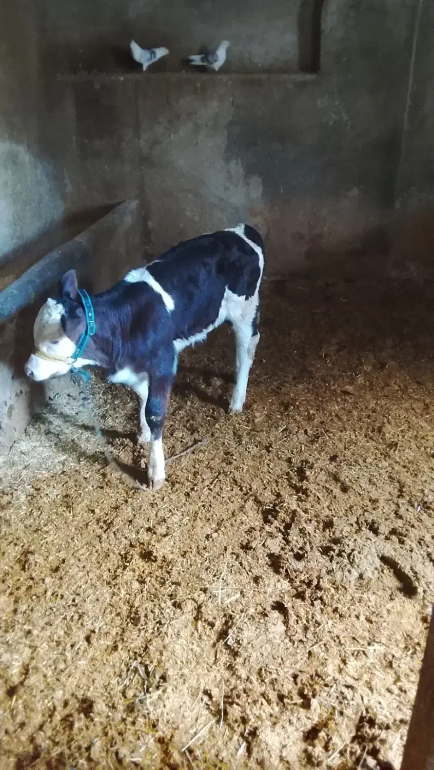 فروش گوساله شیری|حیوانات مزرعه|سیلاخور, |دیوار