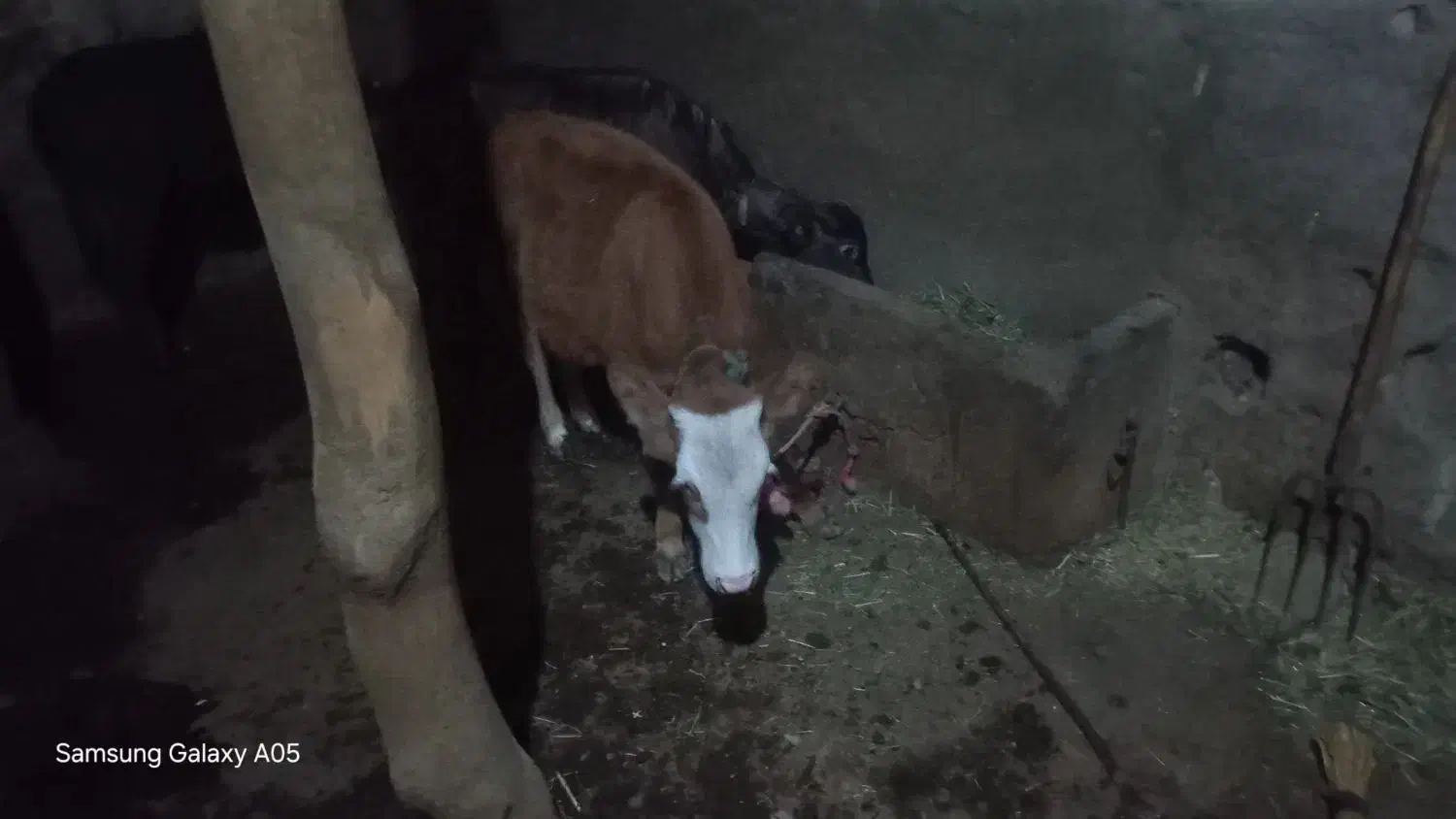 گاو|حیوانات مزرعه|مهربان, |دیوار