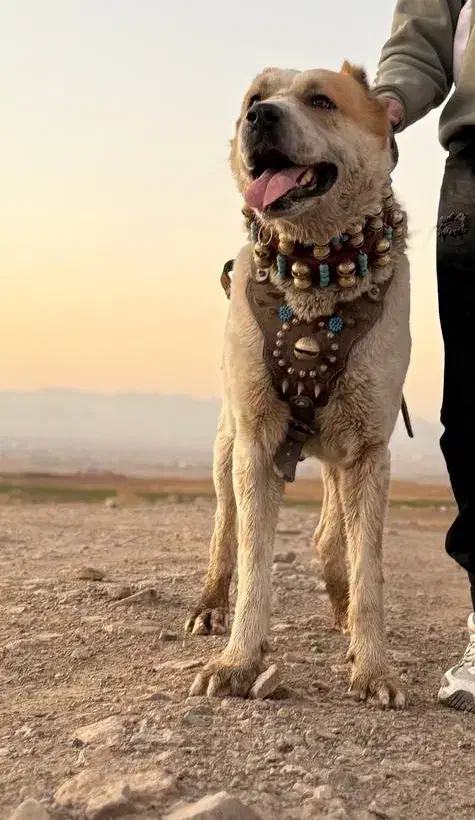 سگ نگهبان|سگ|تربتحیدریه, مسجد جامع|دیوار