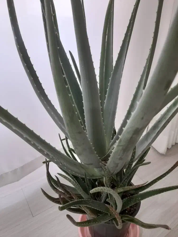 گلهای زیبا وآپارتمانی|گل و گیاه طبیعی|ایلام, |دیوار