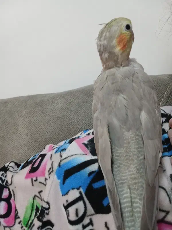 عروس جفت|پرنده|رشت, یخسازی|دیوار