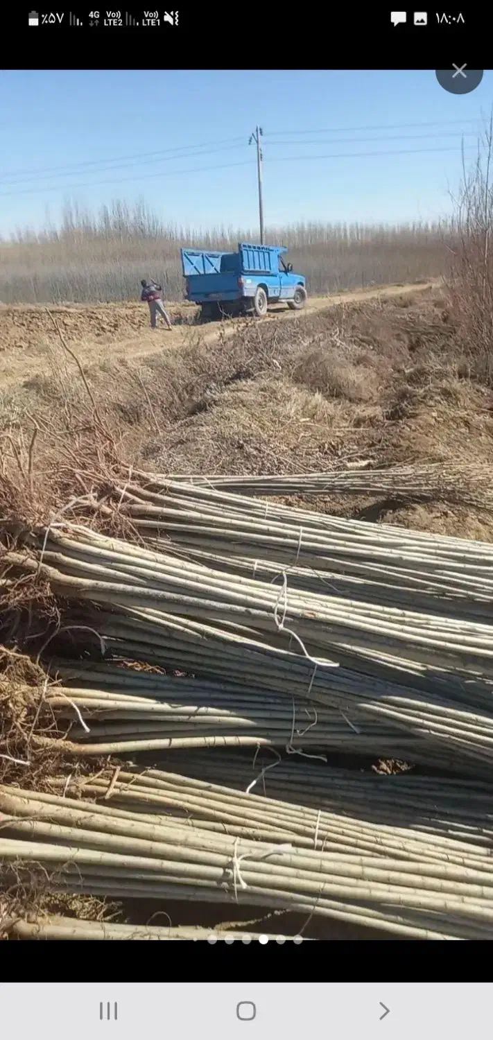 نهال صنوبرنیگرا|حراج|اسدآباد, |دیوار