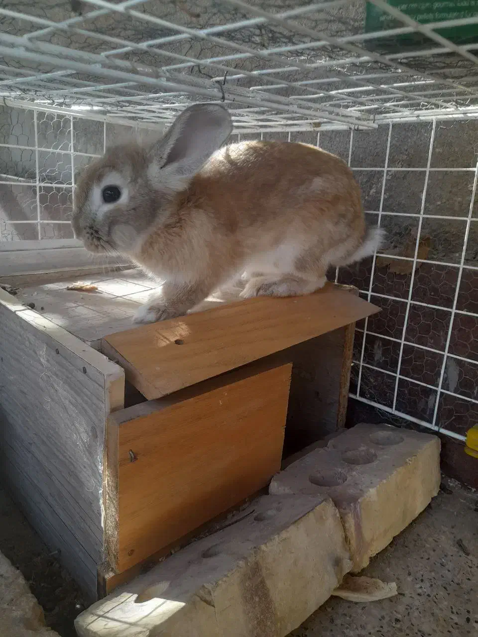 خرگوش|موش و خرگوش|تربت جام, پاسداران|دیوار