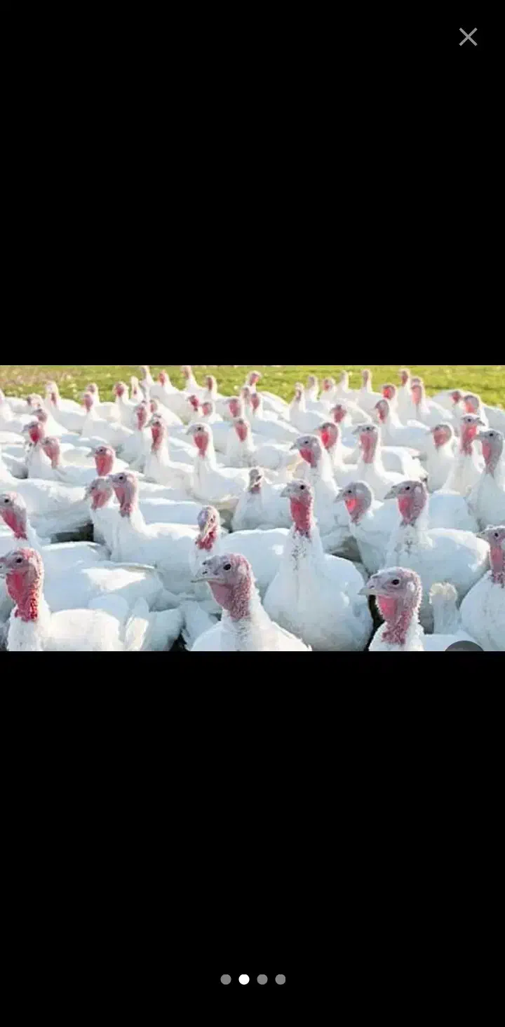 بوقلمون گوشتی ۱۵کیلو تا ۲۰|حیوانات مزرعه|نیشابور, خط کاشمر|دیوار