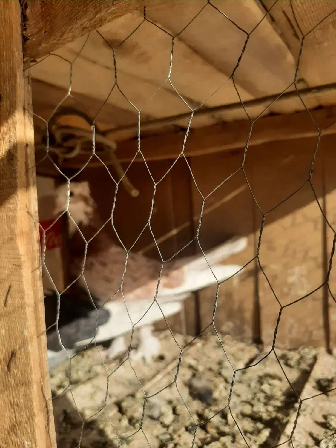 طوقی وشازده|پرنده|قم, نیروگاه|دیوار