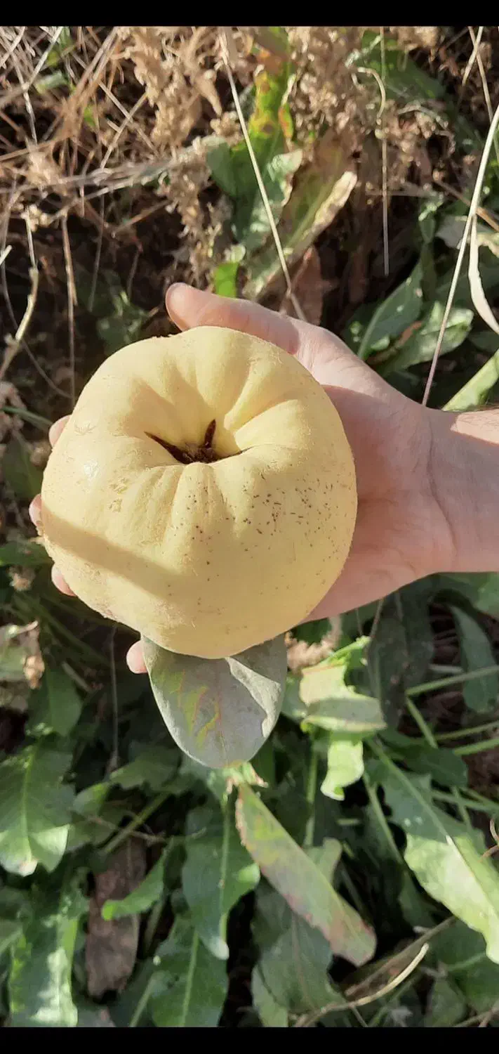 میوه به پیش فروش به سر درخت درجه یک|خوردنی و آشامیدنی|درودزن, |دیوار