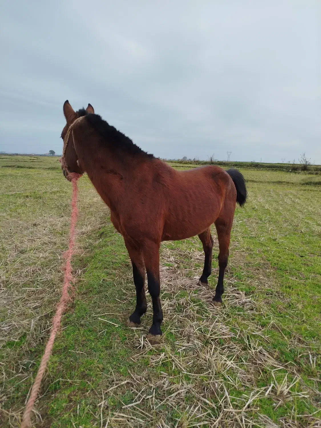 کره نریان|اسب و تجهیزات اسب‌سواری|چوبر, |دیوار