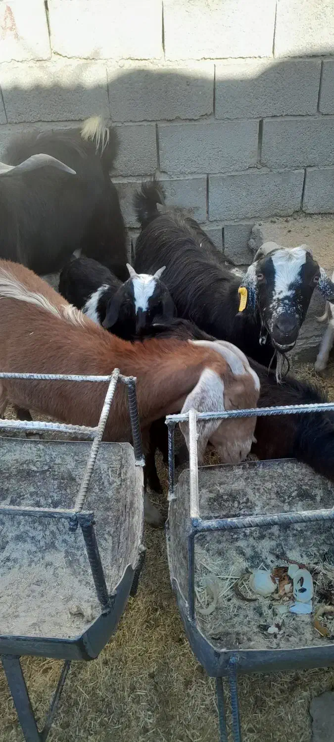 فروش هفت راس بز و کره محلی در شهربابک|حیوانات مزرعه|شهر بابک, |دیوار