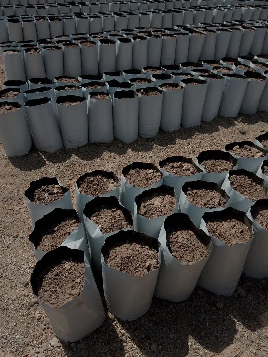 نهال گلدانی و گلدان|گل و گیاه طبیعی|جیرفت, |دیوار