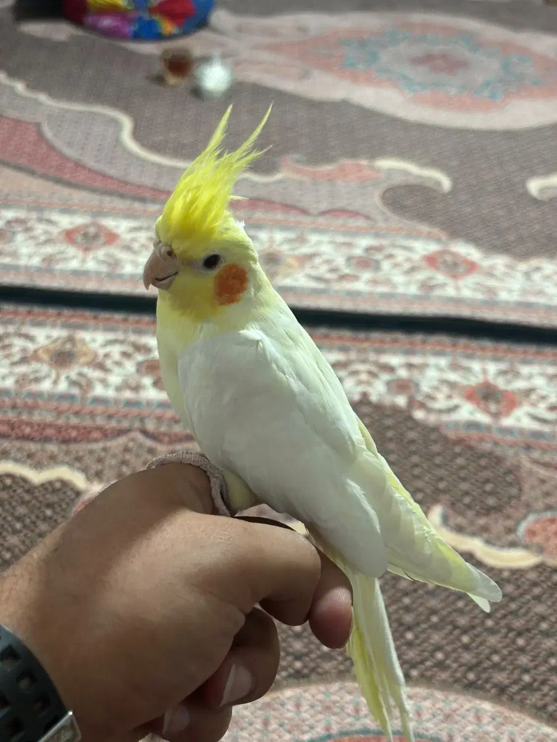 عروس هلندی|پرنده|انگوت, |دیوار