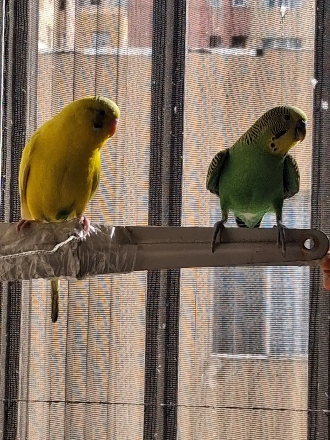 یک جفت مرغ عشق|پرنده|تهران, گلستان (شهرک راه آهن)|دیوار